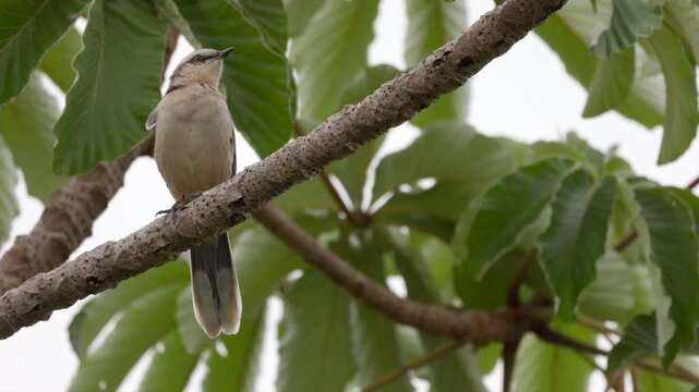 Long tail perched South American Mockingbird rainforest jungle singing