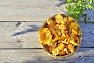 Bowl with chanterelles on wooden background