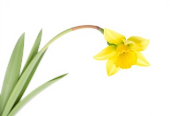 Fototapeta premium Single yellow daffodil, petals unfurled, isolated on pure white, blossom, white background