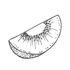 Kiwi slices hand drawn in sketch style.