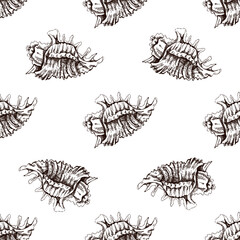 Hand drawn vintage seamless pattern of spiny seashell in brown ink engraving style, detailed marine sketch illustration