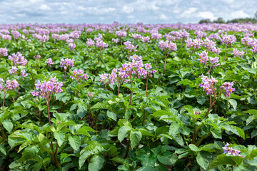 Akker met paars bloeiende aardappelplanten. De bloemen van de aardappelplant kunnen witte, roze of paarse stervormige bloemen hebben met gele meeldraden.