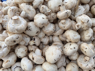 White mushrooms. Mushrooms displayed on a bazaar stall.