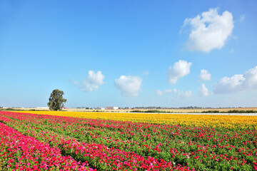 Spring in Israel