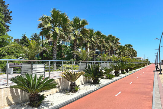 Red running track, treadmill, bike path in a southern city on a bright sunny summer day.
