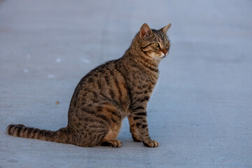 Close-up of a classic tabby cat sitting on a smooth blurred path, looking attentively into the distance in warm post-sunset light. Side, Turkey, Mediterranean.
