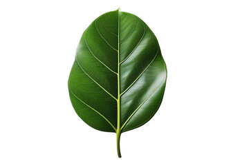 Obraz premium Ficus leaf isolated on transparent or white background