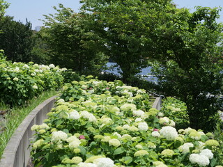 花壇のアジサイ