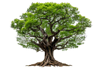 Obraz premium Large old tree with gnarled roots and twisted branches isolated on transparent or white background