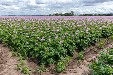 Akker met paars bloeiende aardappelplanten. De bloemen van de aardappelplant kunnen witte, roze of paarse stervormige bloemen hebben met gele meeldraden.