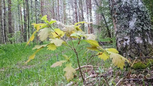 Young Oak in Spring Near Mature Birch, Wild Nature (Quercus robur & Betula spp.)
