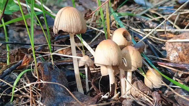 Family of Spring Mushrooms Under Bright Sunlight (Coprinus spp.)