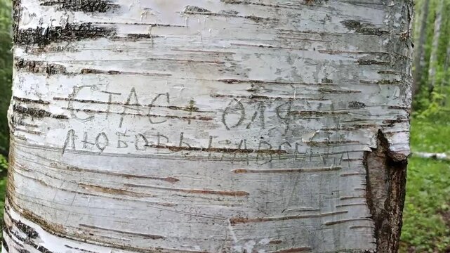 Birch Tree Trunk with Carving "Stas + Olya = Love Forever" (Betula spp.)