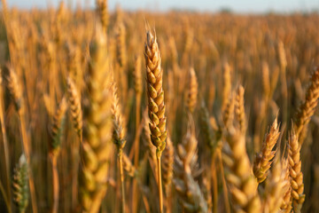 Wheat spikes details in morning light on summer field with selective focus blur