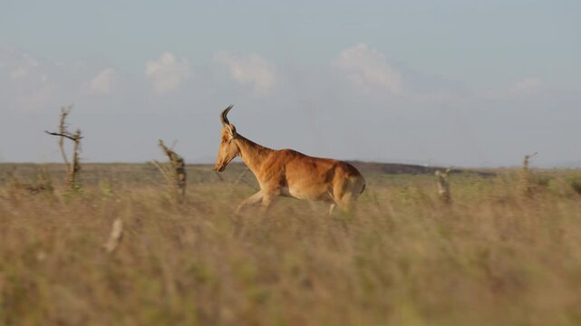 Very wide steadicam tracking of a Hartebeest (Alcelaphus buselaphus) running through tall dry grass at midday in the Kenyan savannah