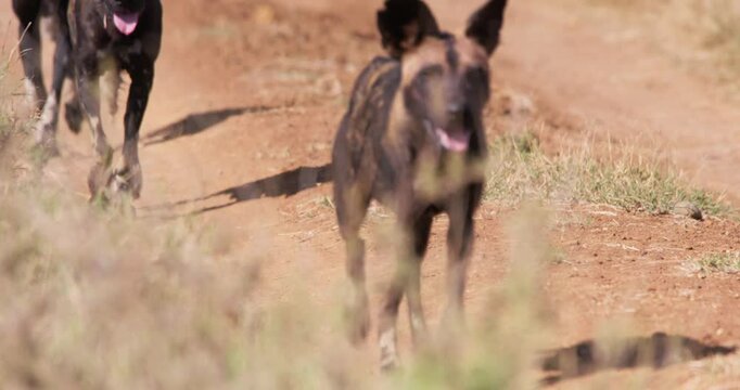 Wide of pack of African wild dog (Lycaon pictus) running with mouths open on trail in savannah in afternoon in Kenya