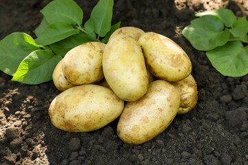 Pile of potatoes with castings on the ground close-up, background. Digging potatoes, harvesting