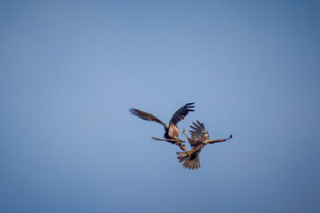 Two adult female Western Marsh Harriers fighting in mid-air on a sunny spring day.	