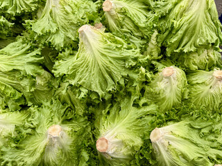 Fresh curly lettuce leaves. Green organic curly lettuces displayed on a bazaar stall. Organic lettuce.