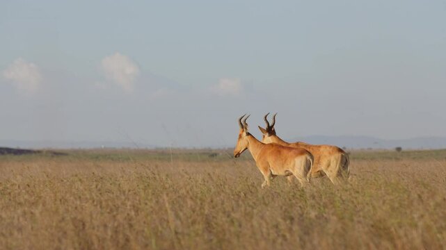 Very wide dolly tracking of a pair of Hartebeests (Alcelaphus buselaphus) walking side by side at midday in the Kenyan savannah