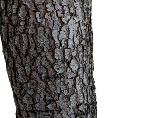 Tree trunk isolated on transparent background