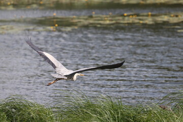 Grey heron flies over green reeds against the background of yellow water lilies on the river