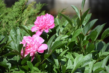 pink and white flowers