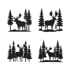 Moose Standing In Pine Forest Clearing
