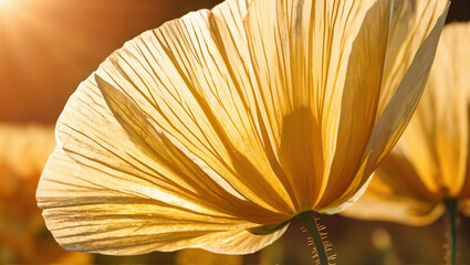 A close-up of translucent poppy petals backlit by golden sun, veins visible