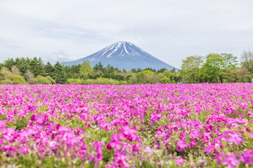 The Fuji Shibazakura Festival is held at Lake Motosu in Yamanashi Prefecture, Japan. 富士芝桜まつり