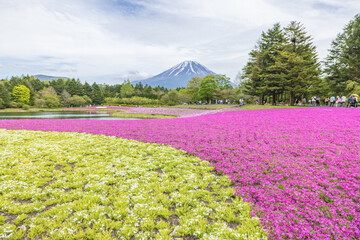 The Fuji Shibazakura Festival is held at Lake Motosu in Yamanashi Prefecture, Japan....