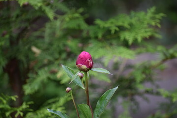 red rose in the garden