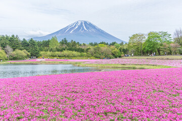 The Fuji Shibazakura Festival is held at Lake Motosu in Yamanashi Prefecture, Japan. 富士芝桜まつり