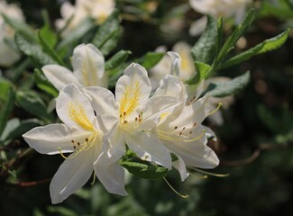 White rhododendron against green foliage. Delicate rhododendron buds in a summer garden. Bright summer flowers. Beautiful natural background. Landscape. Summer time. White flowers.