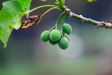 Close-up of Jatropha curcas fruit. Known for medicinal benefits, its seeds contain oil used in biofuel. Rich in antioxidants, antimicrobial, and anti-inflammatory compounds.