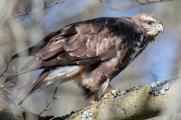 Mäusebussard im Baum
