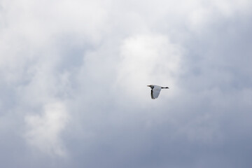 Cattle egret flying in cloudy sky, freedom and wildlife
