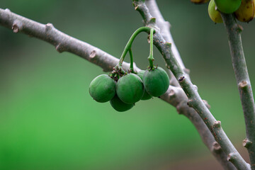 Close-up of Jatropha curcas fruit. Known for medicinal benefits, its seeds contain oil used in biofuel. Rich in antioxidants, antimicrobial, and anti-inflammatory compounds.