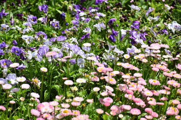 spring flowers in the garden