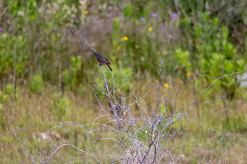 Fototapeta premium Familiar chat perching on branch in natural habitat
