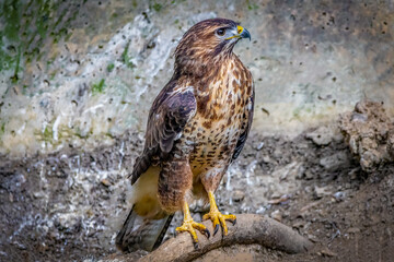 Majestic Hawk with Speckled Brown and White Plumage Perched on Branch Showcasing Sharp Features and Natural Habitat
