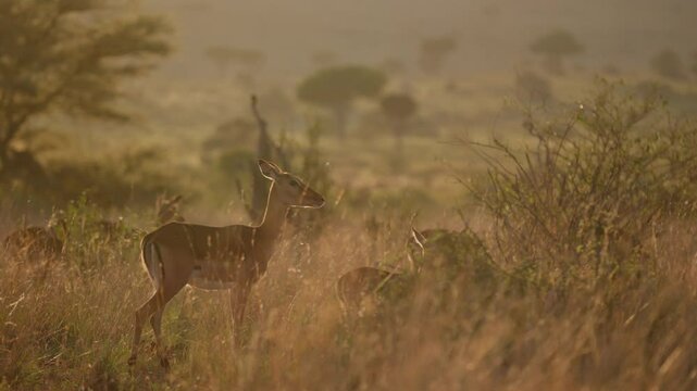 Very wide gimbal parallax of female herd of Impala (Aepyceros melampus) grazing in tall grass savannah in golden sunrise in Kenya
