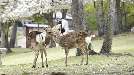 Two deer explore a serene park filled with blooming cherry blossom trees. Visitors enjoy the beautiful scenery while the animals move gracefully through the area. Nara Park, Japan