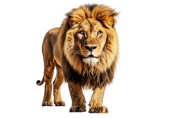 Fototapeta premium Lion (JPG 300Dpi 10800x7200)