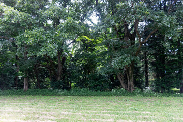 Park scenery on a slightly cloudy day.