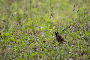sparrow