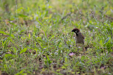 sparrow