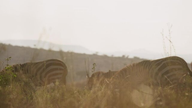 Very wide gimbal parallax of herd of Grevy zebra (Equus grevyi) grazing in tall grass in savannah in morning in Kenya
