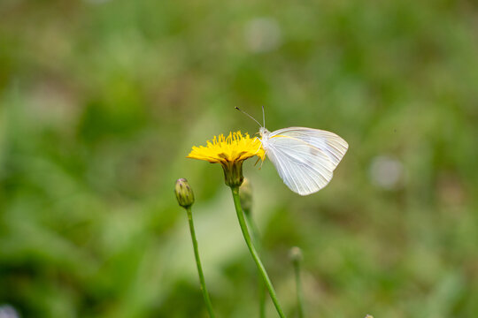 Fototapeta White butterfly and dandelion