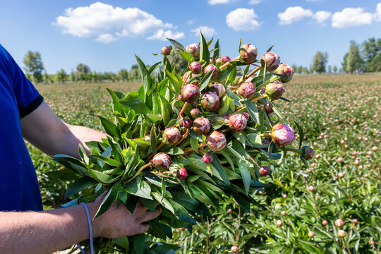 Teler toont een bos met vers gesneden pioenrozen met roze bloemen op de akker